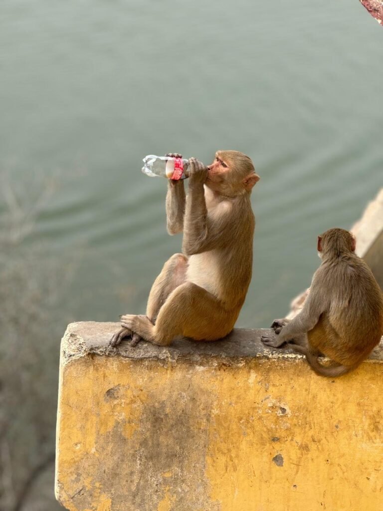 Monkey Trouble at Beer Factory